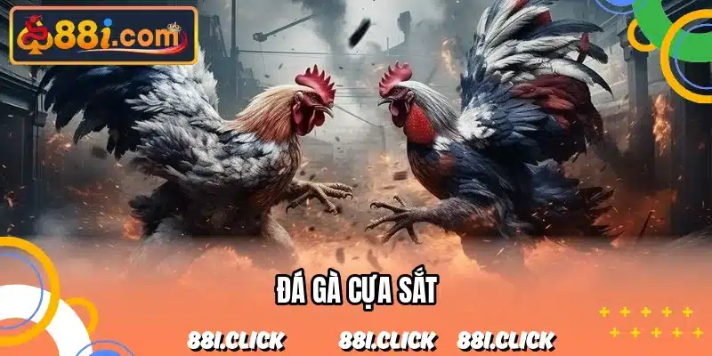 đá gà cựa sắt