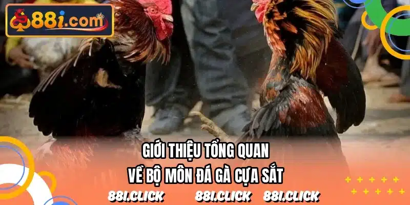 Giới thiệu tổng quan về bộ môn đá gà cựa sắt