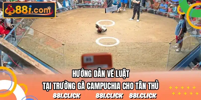 Hướng dẫn về luật tại trường gà Campuchia cho tân thủ