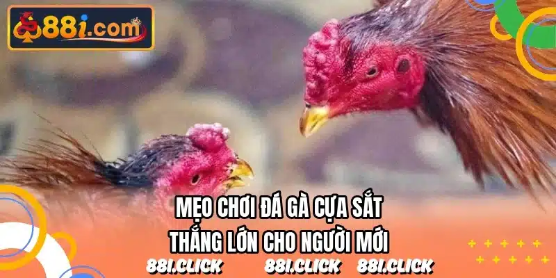 Mẹo chơi đá gà cựa sắt thắng lớn cho người mới
